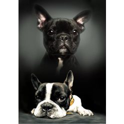 Kutyás polár takaró 